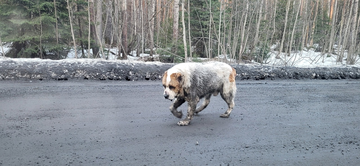    Брошенная собака бродит по СНТ в Петрозаводске