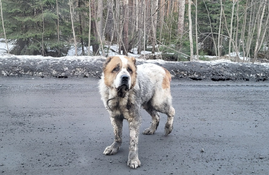    Брошенная собака бродит по СНТ в Петрозаводске