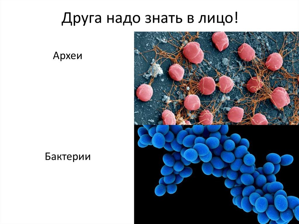 Строение архей. Надцарство археи. Археи и архебактерии. Археи микробиология. Клетка археи.