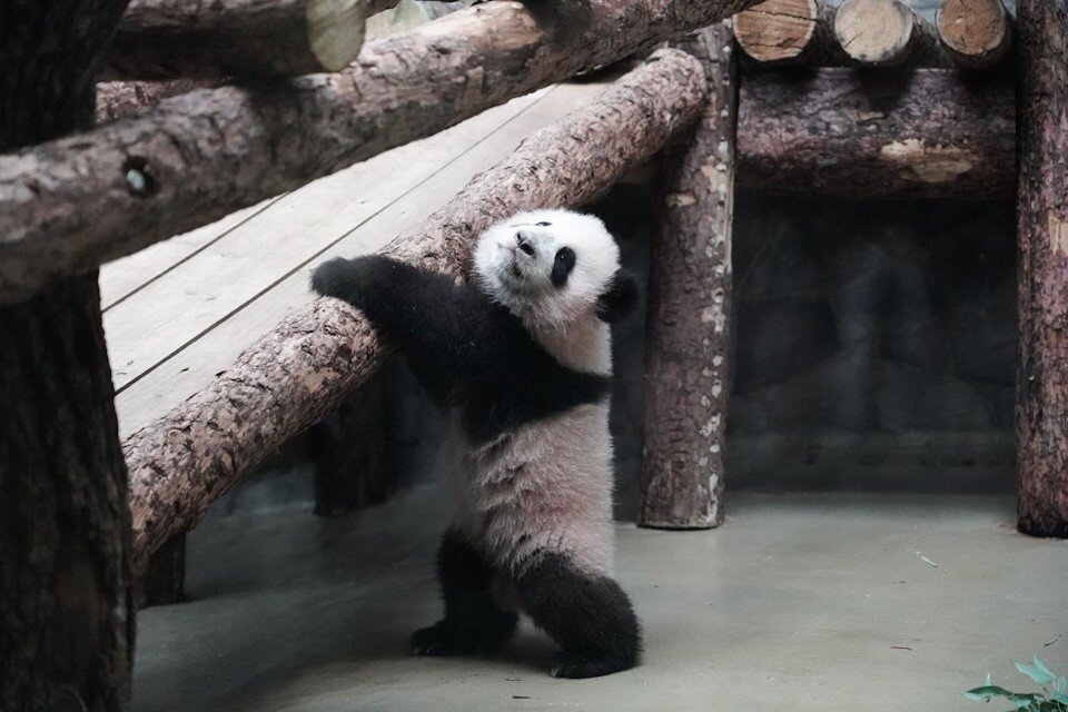    Больших панд Диндин и Катюшу перевели в открытый вольер. Фото: Пресс-служба Департамента культуры города Москвы