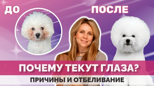 Почему у собак текут глаза? Что с этим делать?