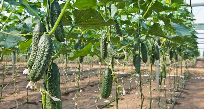 Cosa potrebbe esserci di più semplice di un cetriolo? Forse una specie di ravanello o zucchine.