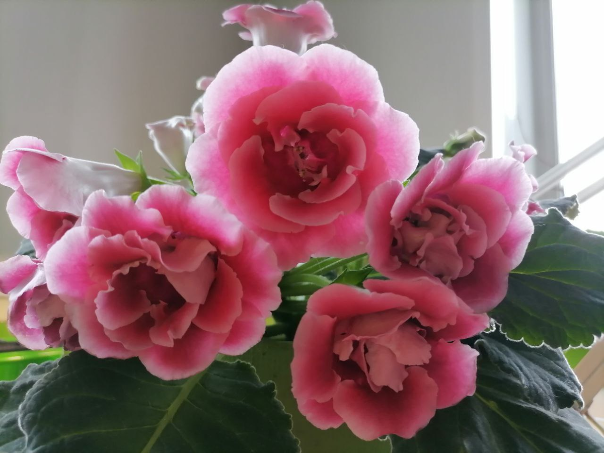 Глоксиния Брокада махровая