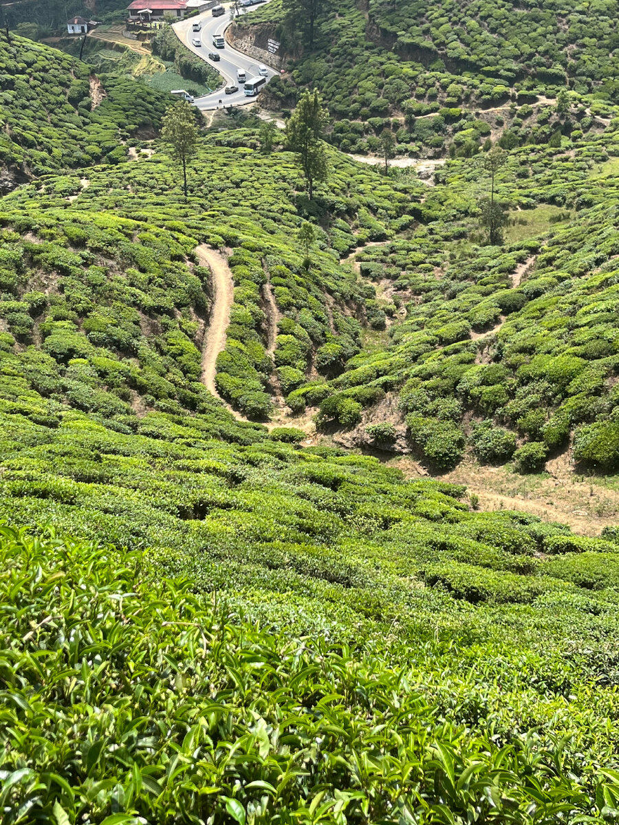 Бесконечные чайные плантации