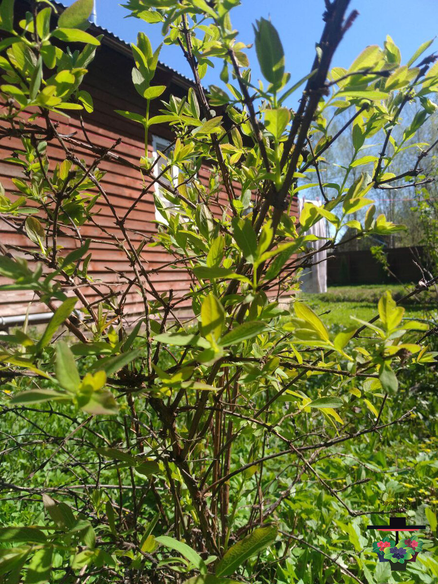 Фото от 29.04.2024