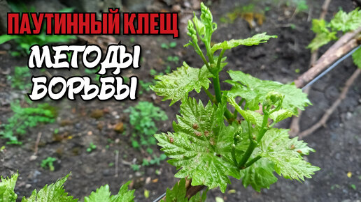 ПАУТИННЫЙ КЛЕЩ на винограде. Методы борьбы.