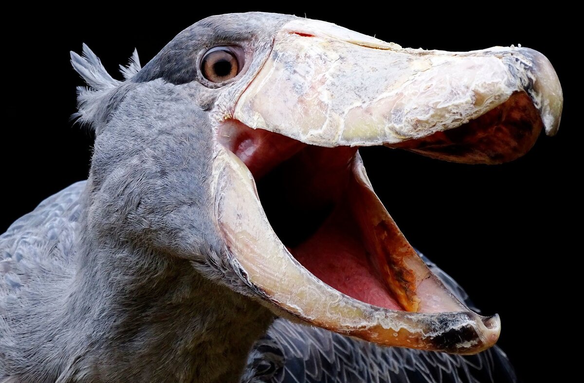 Изображение взято из открытых источников