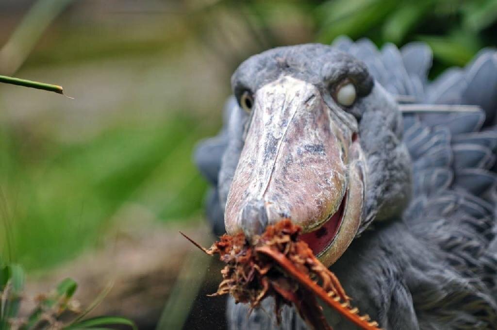 Изображение взято из открытых источников