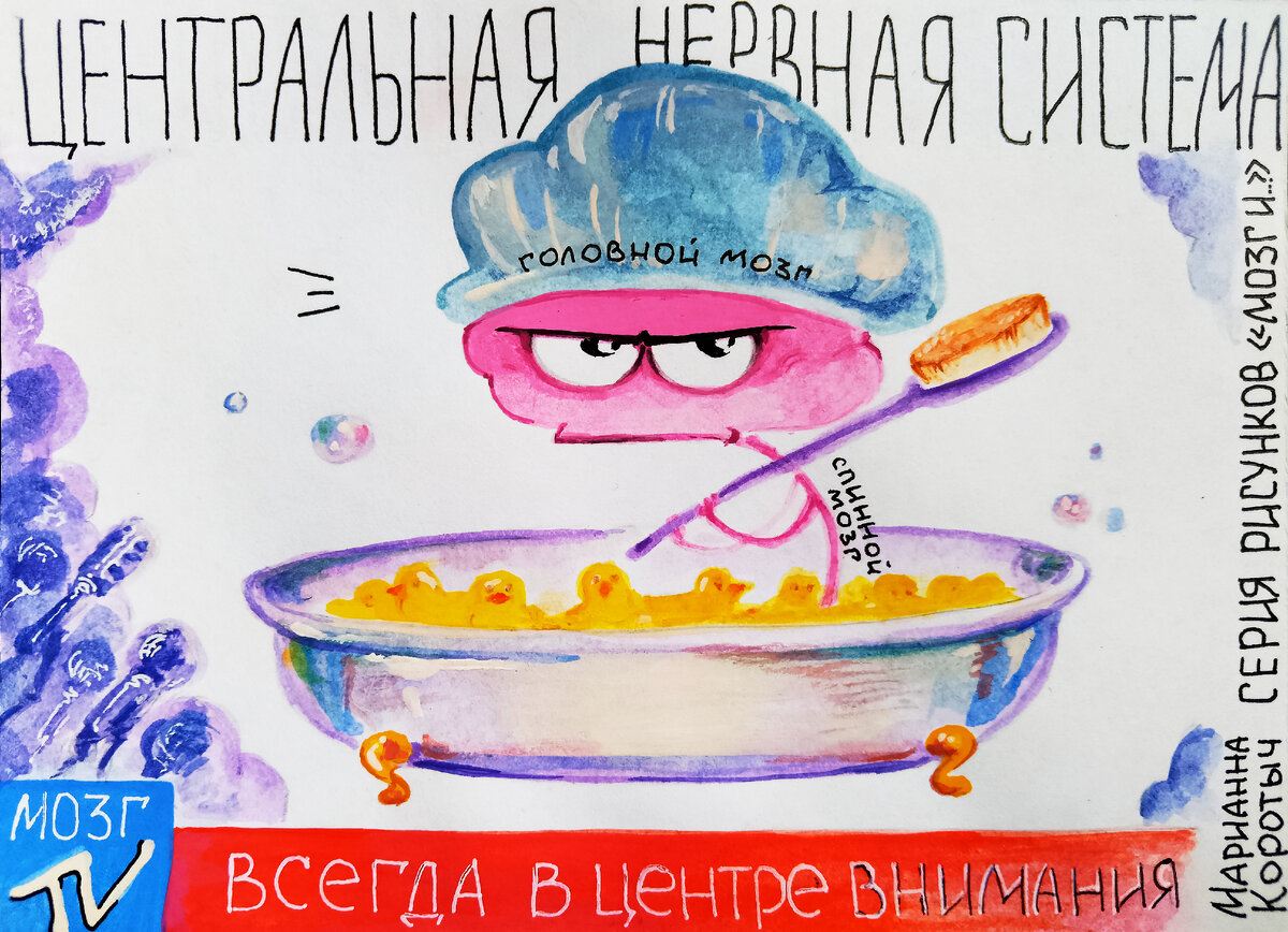 ЦНС: головной и спинной мозг