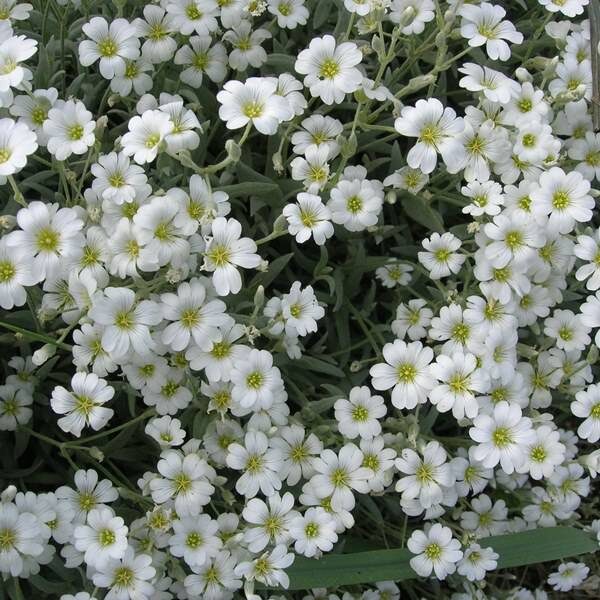 Ясколка яндекс картинки.