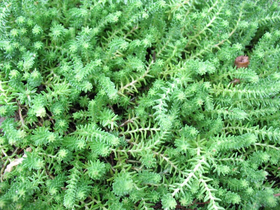 Очиток-источник Яндекс.