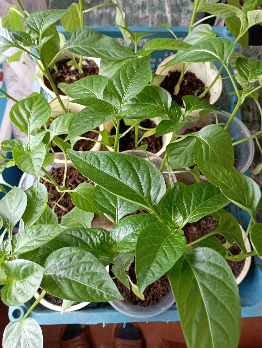 Рассада перцев