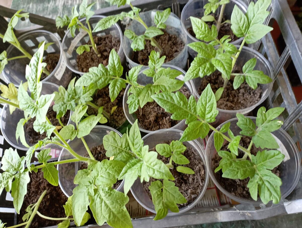 Рассада томатов