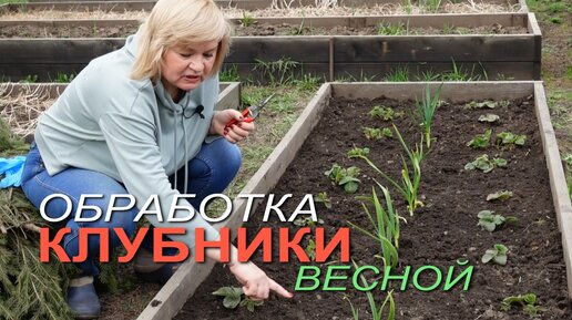 Первый весенний УХОД за КЛУБНИКОЙ.