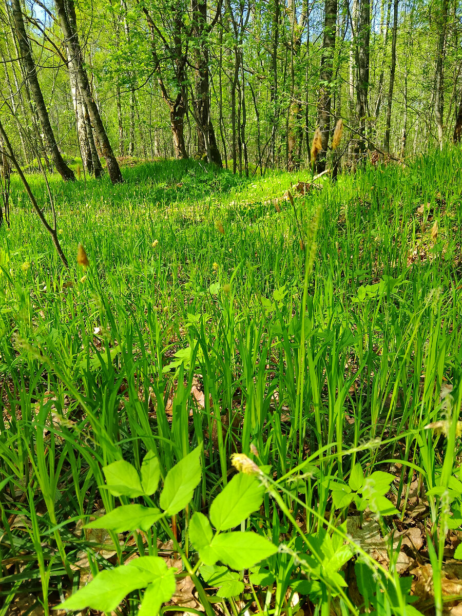 Лес, 29 апреля 2024