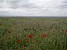 Калмыцкая степь в апреле