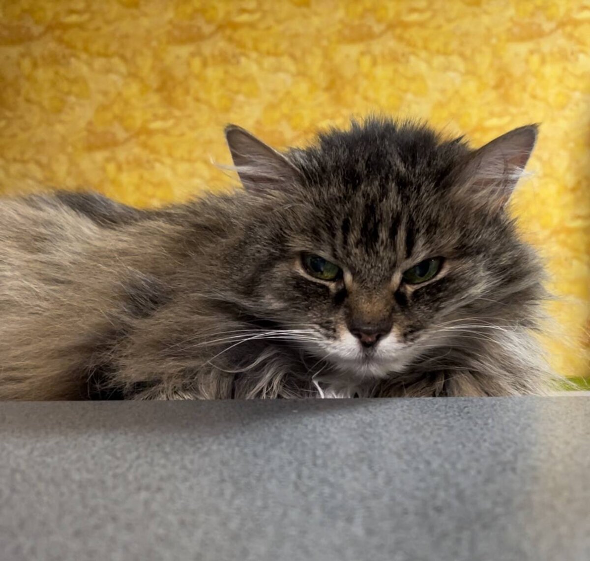 Презренные людишки! Я не хочу в машину, я просто хочу оказаться на даче!