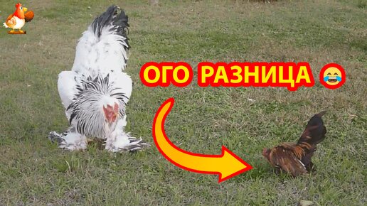 Разница в размерах взрослых петухов Брама и Шабо 🐓🐓🐓