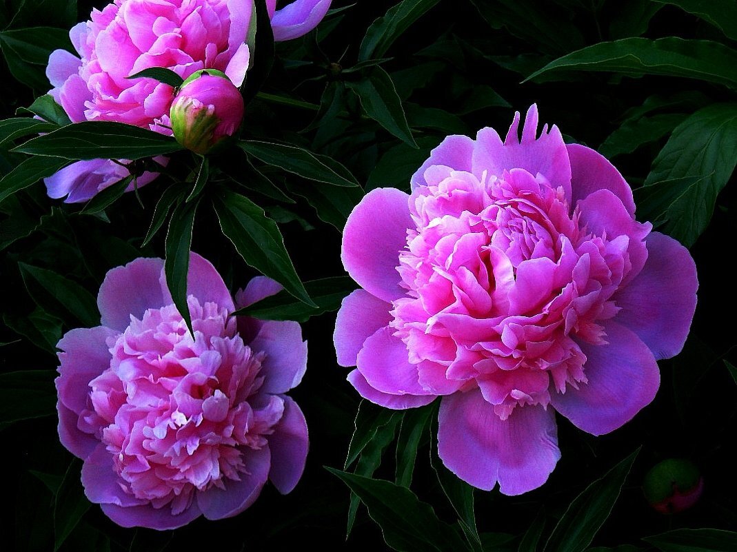 Яндекс. Картинки. 