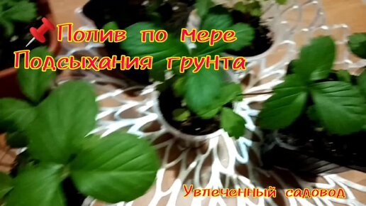 Рассаде земляники 2,5 месяцца. Что важно в агротехнике?