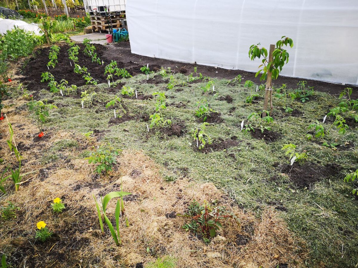 Высаженные в грунт томаты 28 апреля