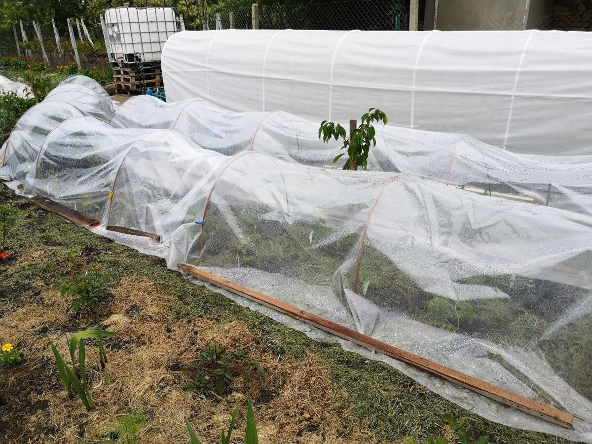 Томаты в туннелях 29 апреля