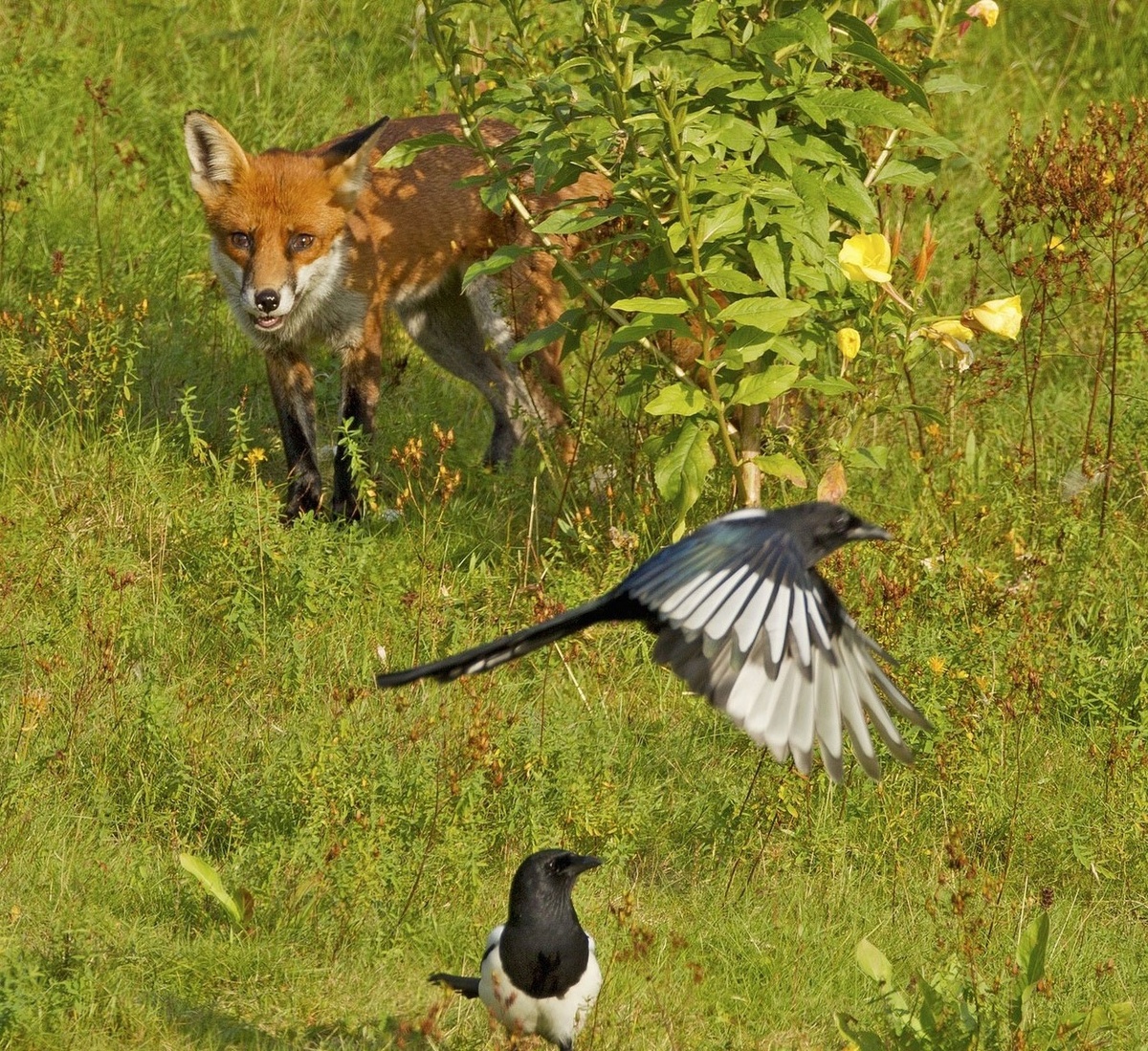 Птичий детектив
