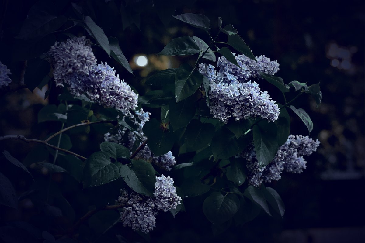 яндекс картинки