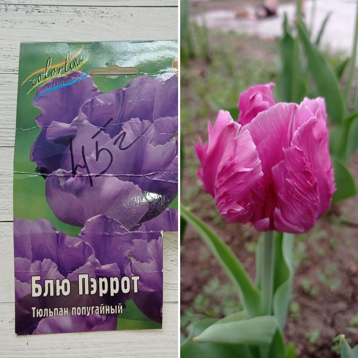 Коллаж автора - весна 2024