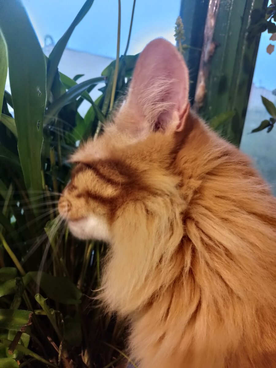 Тот самый лев. Вот всё, что успела поймать. Ну ни за что не хотел сфотографироваться! Кстати, он ещё и питался бедными цветочками. Вон как обгрыз!