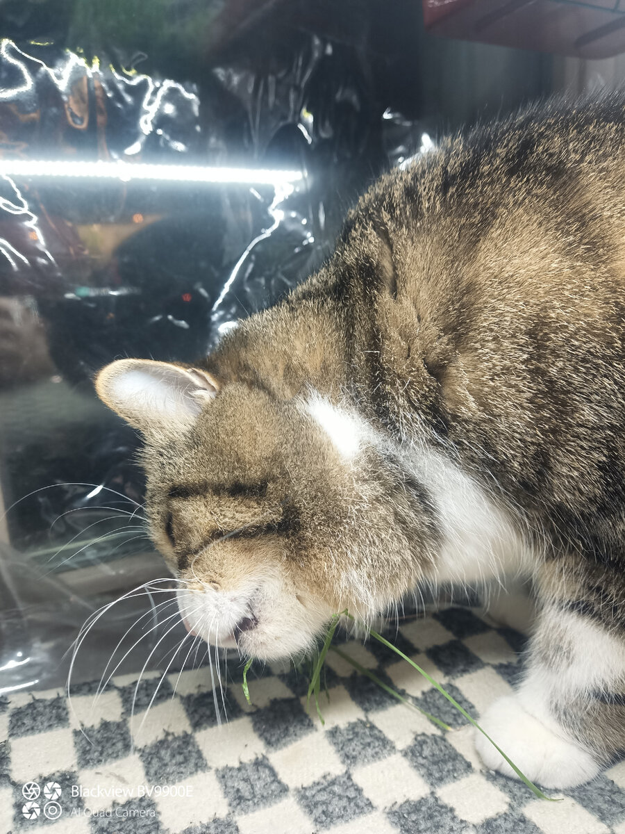 Витамины всем нужны! 