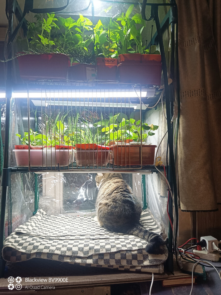 Счастье для котика