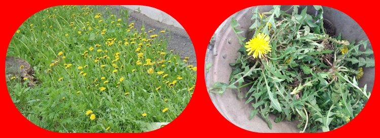 Огород тетушки Гюльнар почти на половину зарос одуванчиками, которым Лиза объявила настоящую войну. она выкапывала их и собирала в ведро, которое потом выносила в компостную яму.