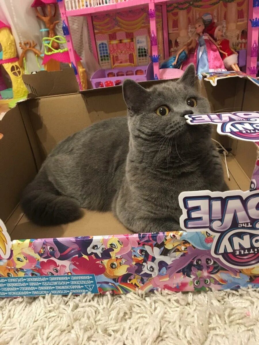 Грустно .. один дома ... совсем один