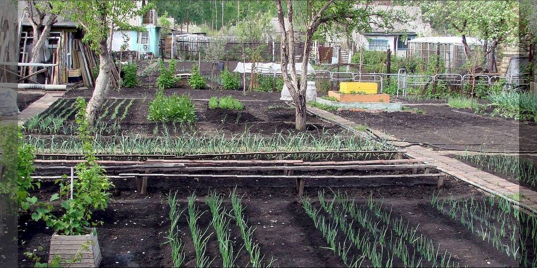 Шпаргалка огороднику на май - самые важные огородные дела: что обязательно нужно сделать в мае на дачном огороде
