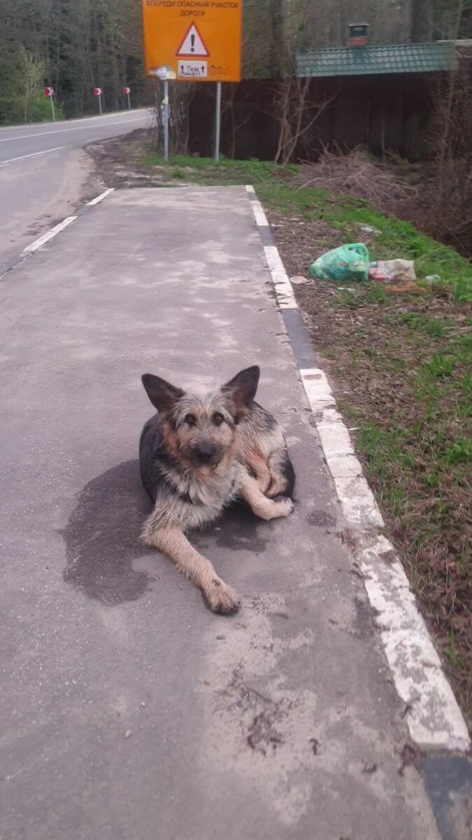 Вот такой нашла Аня брошенную бородатую красавицу