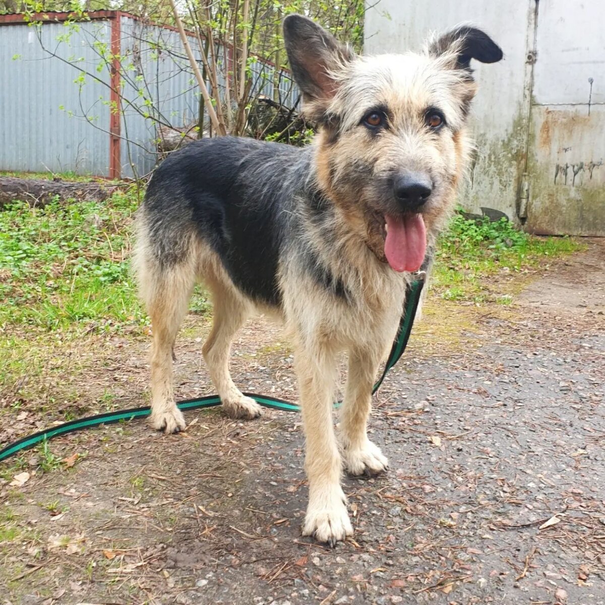 Очень удивил странный живот, сложно определить сразу - это опухоль или беременность.