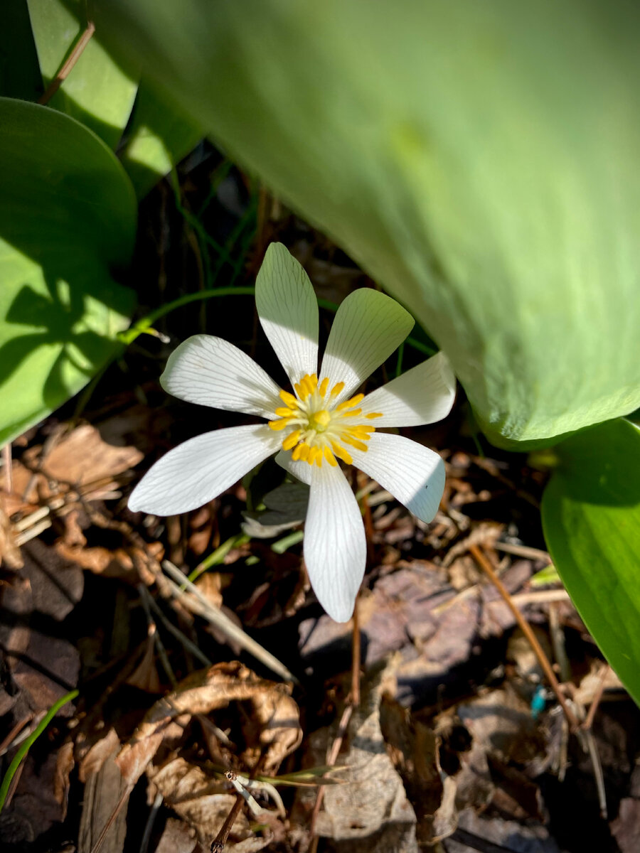 Сангвинария 