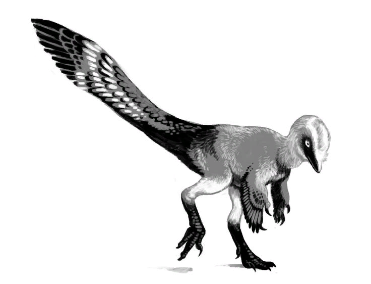 Типичный манираптор