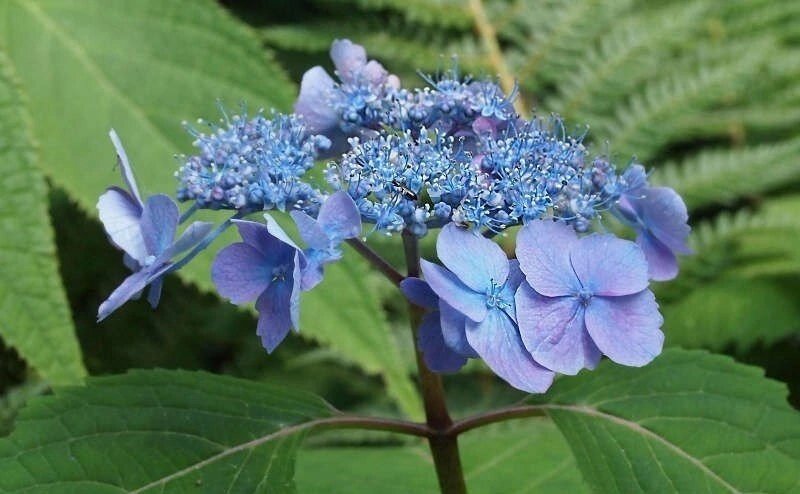 Hydrangea serrata Veerle