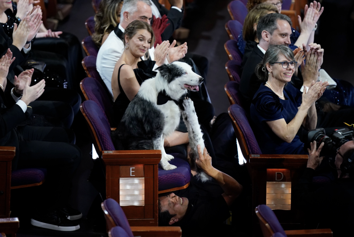 Пес Месси на Оскаре-2024