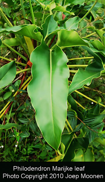 Филодендрон 'Мара́йке'( Philodendron 'Marijke' )