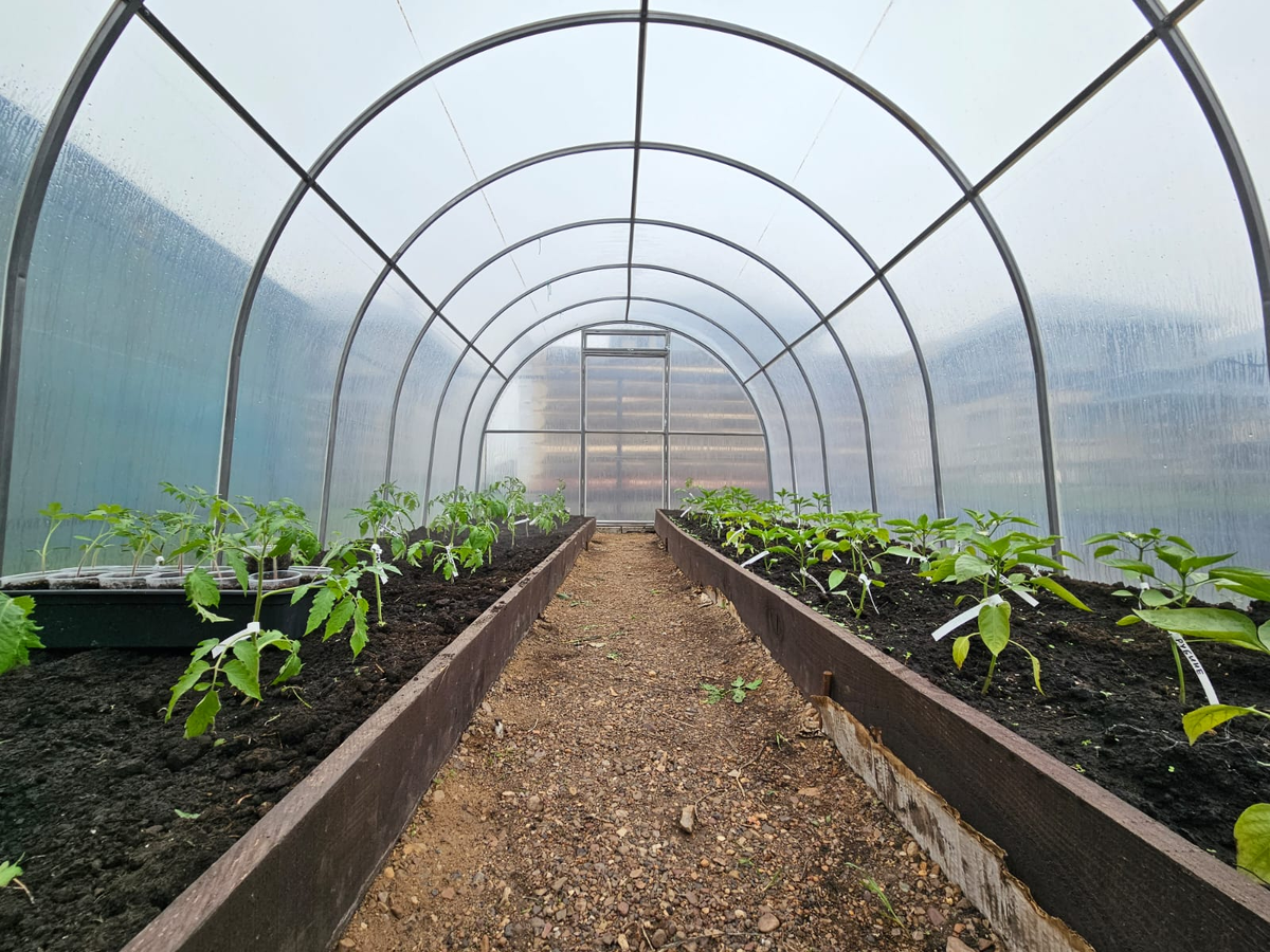 Уверяю, выращивать свои овощи не сложно