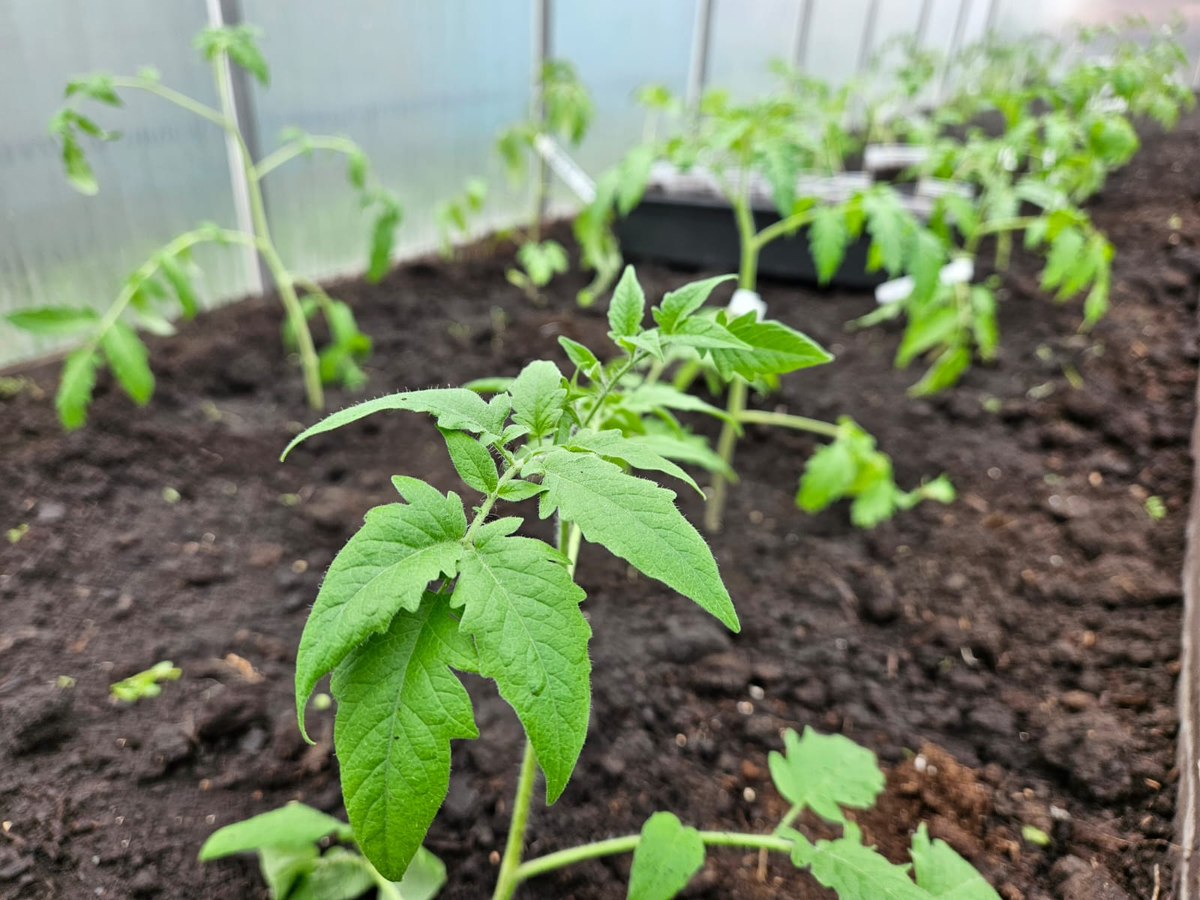 В открытом или защищённом грунте томаты чувствуют себя гораздо лучше, чем в теплице