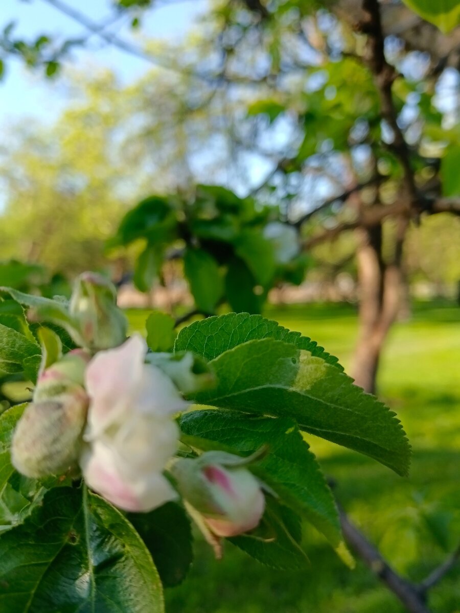 Фото из моего архива. Май - время цветения, любви и красоты.