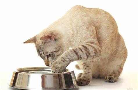 Фото из Интернета.