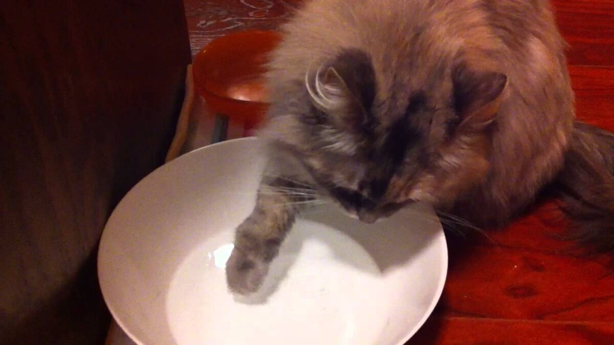 Фото из Интернета. 