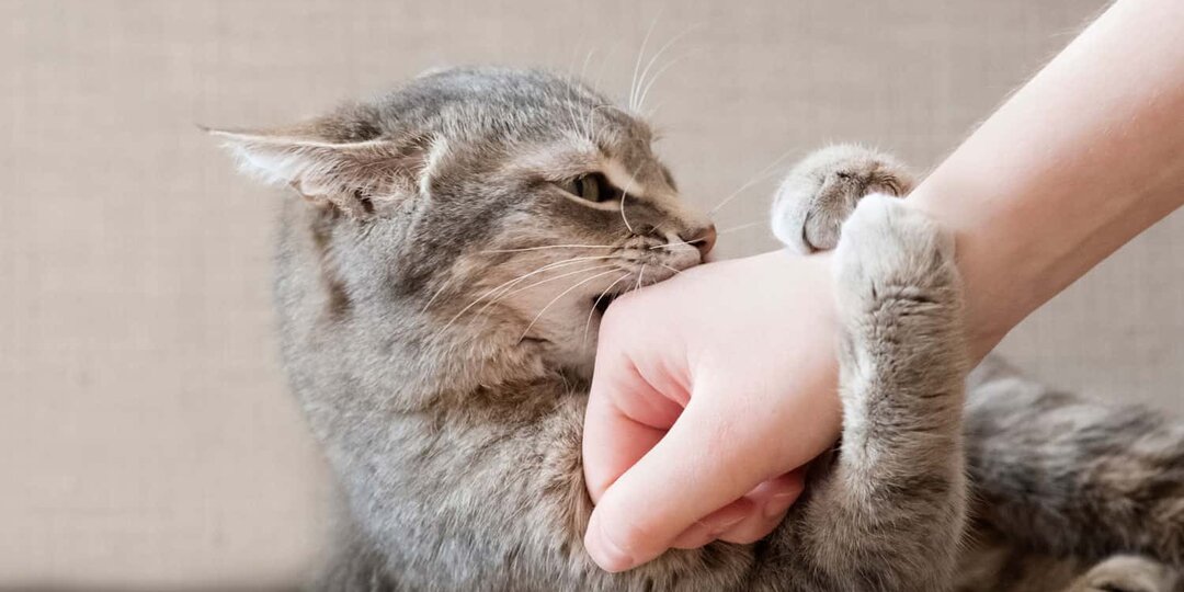 Агрессия, вызванная вниманием человека - что это такое?