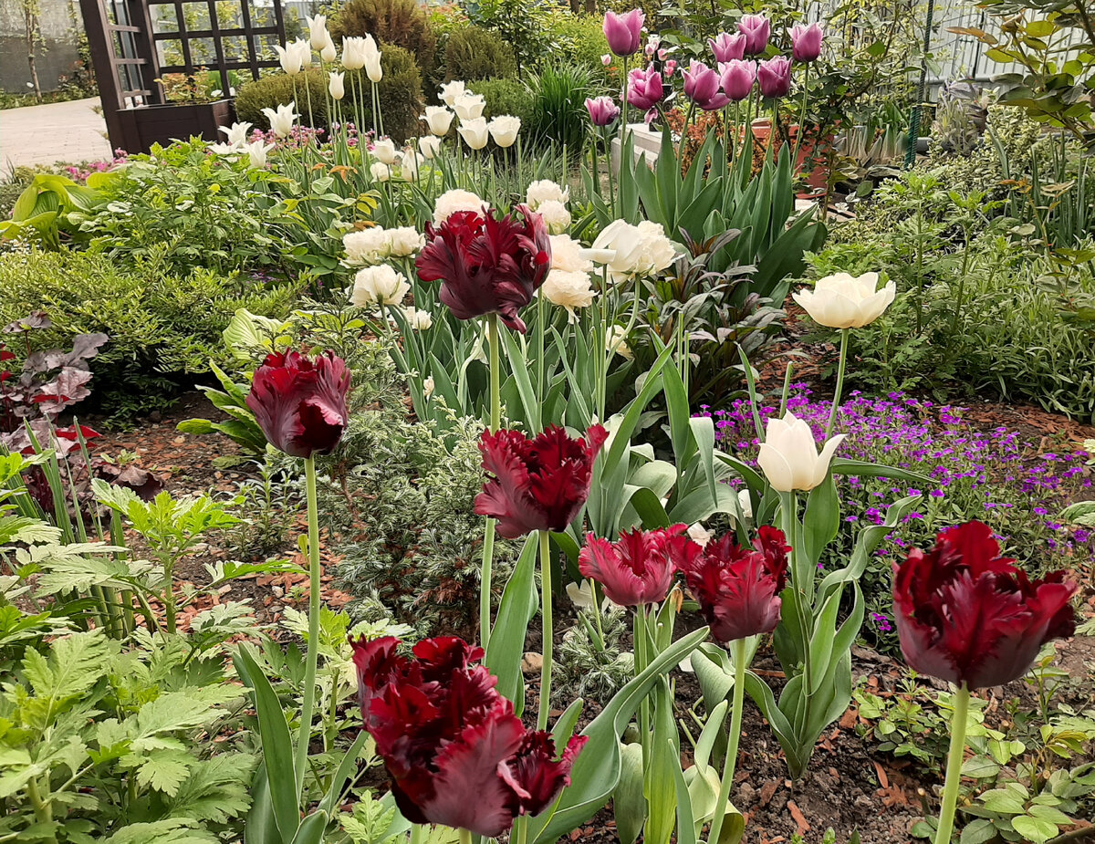 Неизвестный сорт с Вайлдберриз