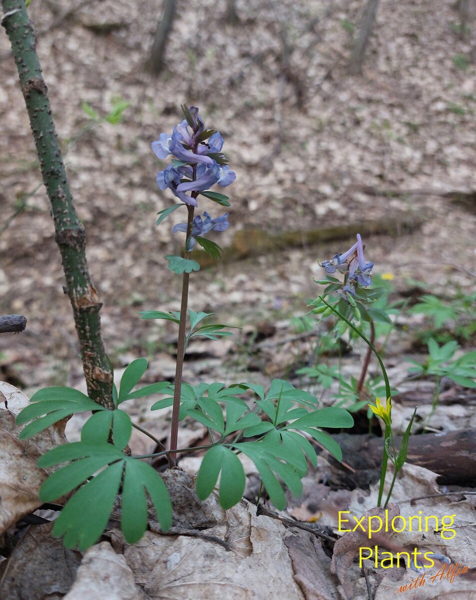 Хохлатка плотная (Corydalis solida (L.) Clairv.)